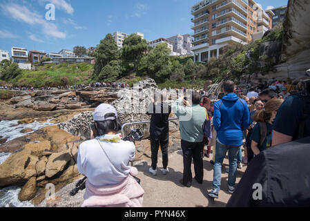 Sydney la scultura da mare esposizione è di solito una Mecca per i fotografi e il giorno due del 2018 mostra è stata nessuna eccezione Foto Stock