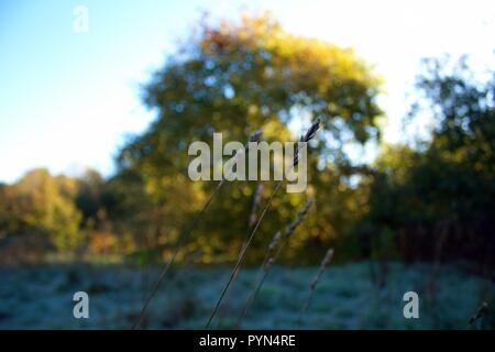 Wild Grass semi in primo piano Foto Stock