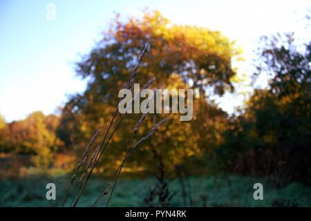 Wild Grass semi in primo piano Foto Stock
