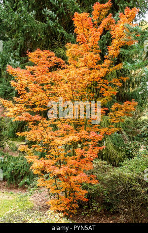 Japanese Maple Tree autunno giardino, Acer palmatum 'Shishigashira' Acer palmatum albero Foto Stock