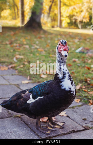 Anatra muta su sfondo sfocato della soleggiata giornata autunnale Foto Stock