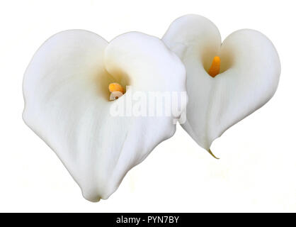 Una coppia di a forma di cuore, bianco, Calla Lilies isolato su uno sfondo bianco. Foto Stock