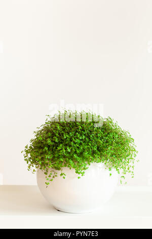 Houseplant Soleirolia soleirolii nel vaso bianco Foto Stock