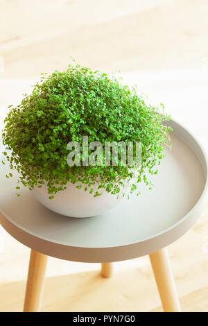 Houseplant Soleirolia soleirolii nel vaso bianco Foto Stock