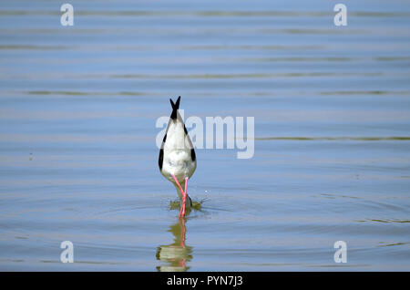 Un black winged stilt (Himantopus himantopus) è in cerca di cibo in un stagno in "'Domaine aux Oiseaux'', a sud ovest della Francia. Foto Stock