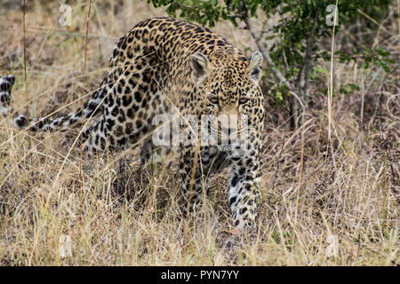 Leopard femmina (Panthera pardus) a piedi attraverso erba lunga nel Sabi Sands, maggiore Kruger, Sud Africa Foto Stock