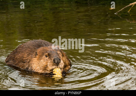 North American Beaver (Castor canadensis) Foto Stock