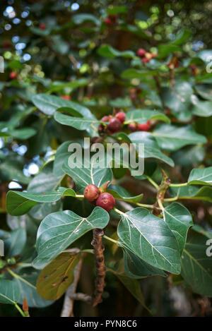 Ficus benghalensis tree Foto Stock