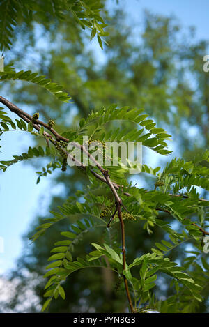 Infiorescenza di Gleditsia triacanthos tree Foto Stock
