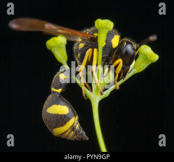 Bellissima foto di Eumenes Wasp Foto Stock