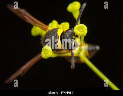 Bellissima foto di Eumenes Wasp Foto Stock