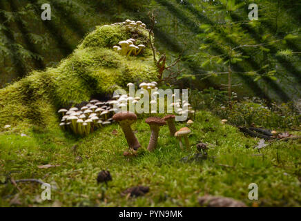 Foresta di funghi raccogliere funghi porcini chanterelle moss magica Foto Stock