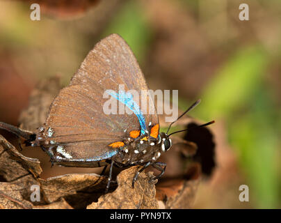 Grande viola Hairstreak butterfly poggiante su una secca foglia Persimmon nell autunno del sole Foto Stock