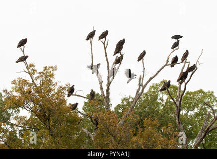 Un grande gruppo della comunità di Turchia avvoltoi, chiamato anche un comitato, sono ' appollaiati su un albero morto su un Nuvoloso Giorno di caduta Foto Stock