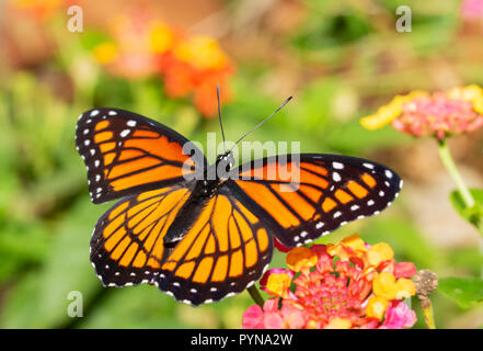 Il Viceroy butterfly alimentazione su un fiore di Lantana in una caduta di giardino Foto Stock