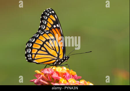 Vista ventrale di una brillante viceré butterfly su variopinti fiori di lantana contro lo sfondo di colore verde Foto Stock