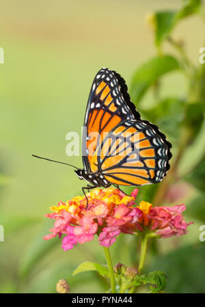 Bella Viceré butterfly appoggiato sulla parte superiore di un colorato fiore Lantana Foto Stock