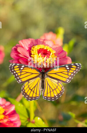 Il Viceroy butterfly su una rosa luminoso Zinnia nei primi giorni di sole al mattino Foto Stock