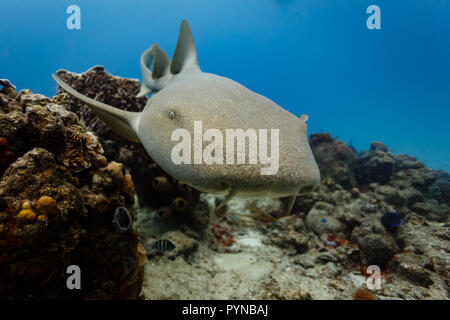 Primo piano dello squalo nutrice bruno, Ginglymostoma cirratum, che nuota sulla barriera corallina Foto Stock