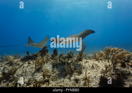 Vista pacifica della coppia di spotted sting rays galleggiante sopra ramificazione sulla Coral reef Foto Stock