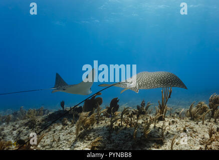 Vista pacifica della coppia di spotted sting rays galleggiante sopra il reef Foto Stock