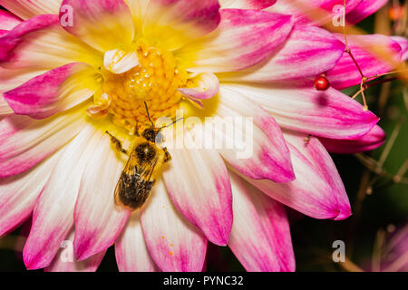 Ape su un rosa luminoso, bianco e il crisantemo giallo fiore Foto Stock