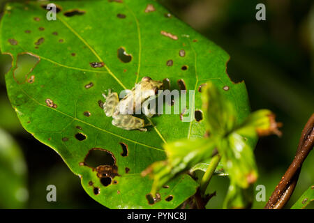 Una raganella fotografato nelle giungle del Suriname vicino Bakhuis. Il Suriname è nota per la sua incontaminata foresta pluviale e la biodiversità con una vasta gamma o Foto Stock