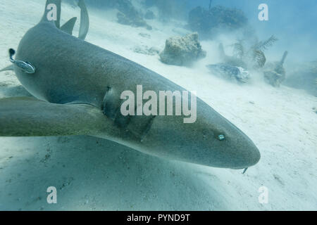 Foto in bianco e nero di marrone squalo nutrice Ginglymostoma cirratum, passando sopra il pavimento della barriera corallina Foto Stock