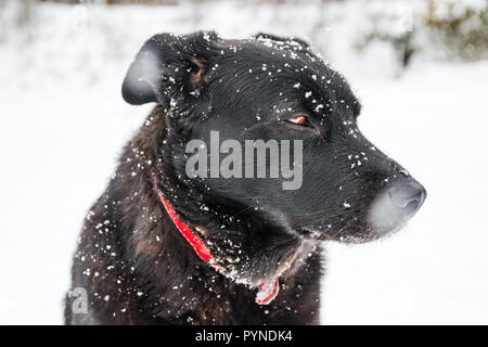Il labrador nero cane coperte di neve durante il periodo invernale in una campagna. Foto Stock