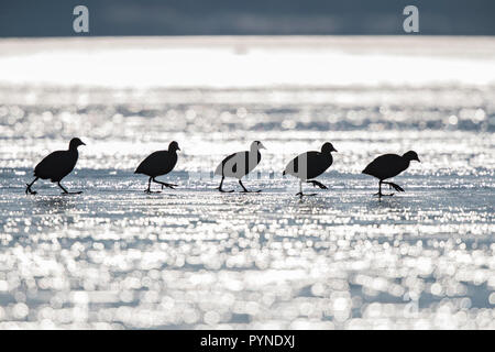 Eurasian folaga (fulica atra) gruppo camminare sul lago ghiacciato in inverno il sole, Baviera, Germania Foto Stock