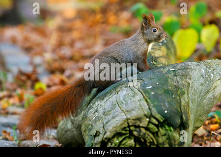 Eurasian Red scoiattolo (Sciurus vulgaris) salendo sul tronco di albero, Germania Foto Stock