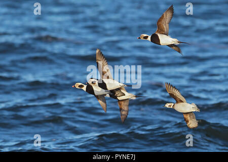 Long-tailed Duck (Clangula hyemalis) battenti gregge con maschio e femmina, Mar Baltico, Meclemburgo-Pomerania, Germania Foto Stock