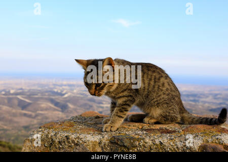 Kitten guardando oltre Larnaca Bay dal monastero Stavrovouni, Cipro Ottobre 2018 Foto Stock