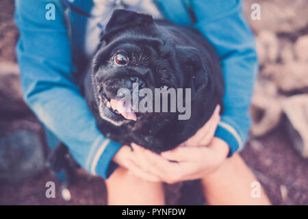 Poco pug cane in braccio alla sua padrona femmina guarda con grande e avvisare gli occhi. Foto Stock