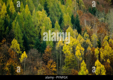 Autunno texture forestali - nelle montagne slovacche Foto Stock