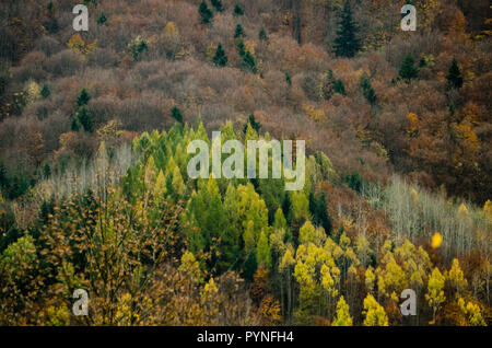 Autunno texture forestali - nelle montagne slovacche Foto Stock