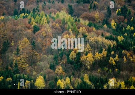 Autunno texture forestali - nelle montagne slovacche Foto Stock