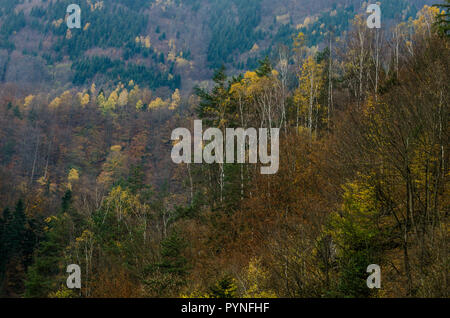 Autunno texture forestali - nelle montagne slovacche Foto Stock