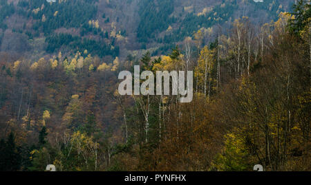 Autunno texture forestali - nelle montagne slovacche Foto Stock