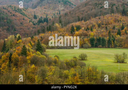 Autunno texture forestali - nelle montagne slovacche Foto Stock