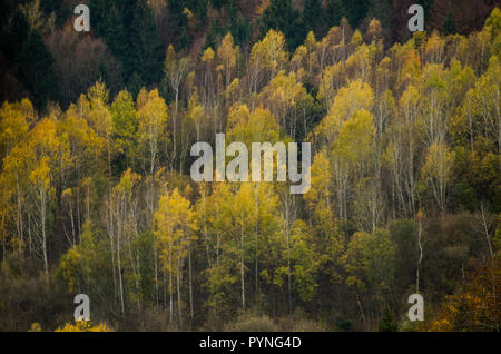 Autunno texture forestali - nelle montagne slovacche Foto Stock