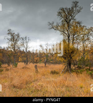 Alberi ed erbe visualizza i colori autunnali sulla Rothiemurchus country estate vicino a Aviemore nel Parco Nazionale di Cairngorms, Scozia. Foto Stock