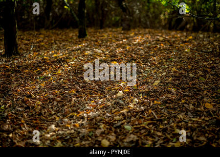 Raggi di sole attraverso gli alberi di luce di colata su foglie di autunno che hanno recentemente scesa in Sussex, Regno Unito Foto Stock