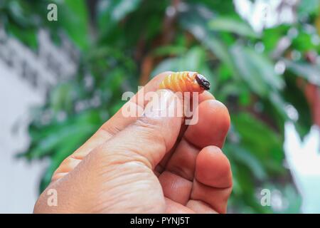 Il sago scarabeo o worm palm curculione rosso moto in mano (Rhynchophorus ferrugineus) popolare larva alimentare nel sud della Thailandia Foto Stock