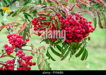 Frutti di bosco autunnali di Rowan, frassino di montagna, Sorbus "pizzo cinese" frutti di bosco di Rowan Sorbus aucuparia "pizzo cinese" Foto Stock