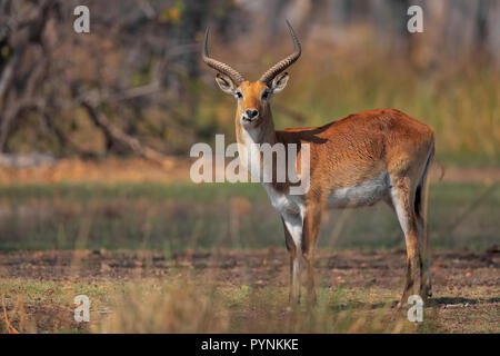 Lechwe rosso Foto Stock