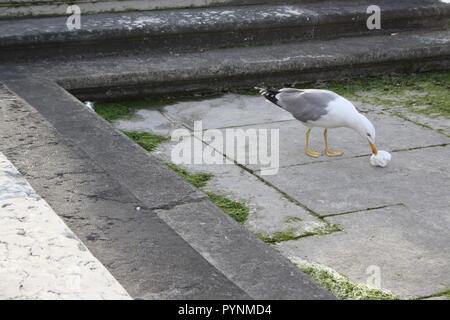 Il gabbiano si chiede qual è lo scopo della spazzatura. Foto Stock