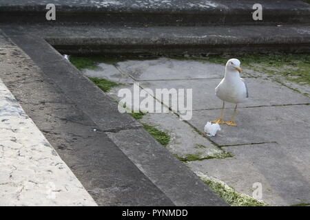 Il gabbiano si chiede qual è lo scopo della spazzatura. Foto Stock