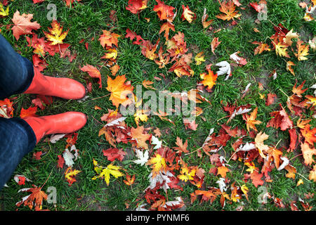 Gambe in stivali di gomma su uno sfondo di colore rosso-giallo-arancio autunno foglie di acero sul prato verde. Vista dall'alto. Il concetto di uno stile di vita sano, passeggiate in Foto Stock