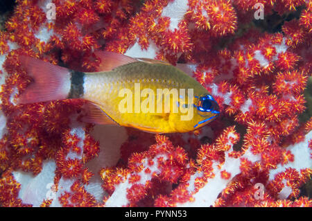 Anello-tailed cardinalfish [Apogon aureus] con soft coral. Papua occidentale, in Indonesia. Foto Stock